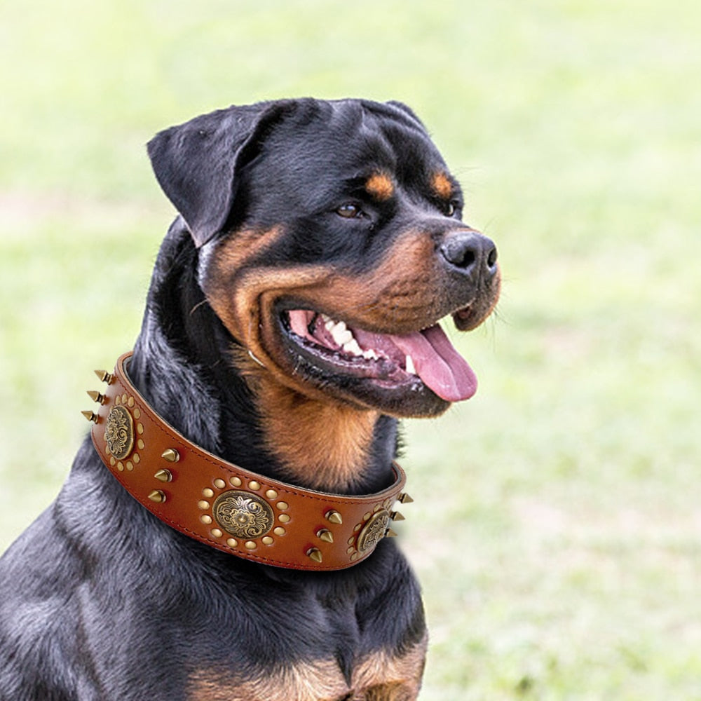 Cool pet dog collar